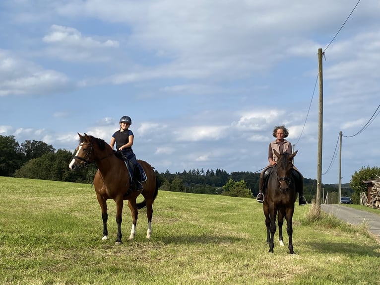 Freiberg / Franches Montagnes Giumenta 12 Anni 157 cm Baio in Nümbrecht