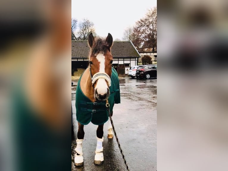 Freiberg / Franches Montagnes Giumenta 12 Anni 157 cm Baio in Nümbrecht