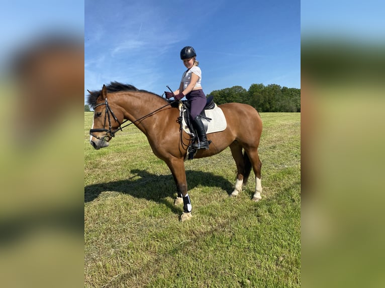 Freiberg / Franches Montagnes Giumenta 12 Anni 157 cm Baio in Nümbrecht