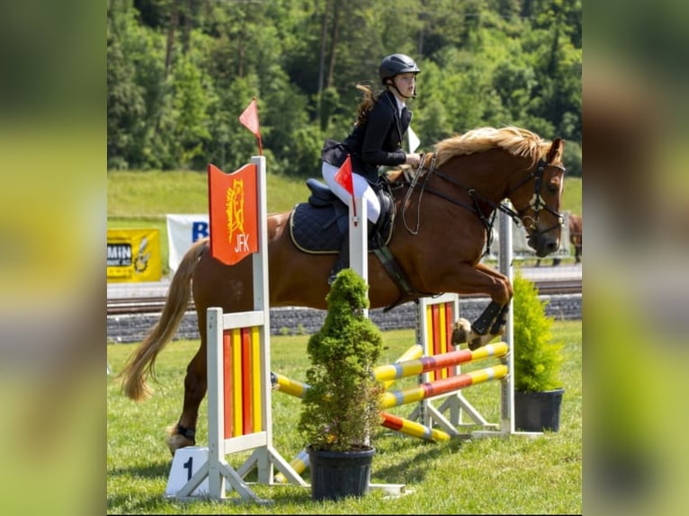 Freiberg / Franches Montagnes Giumenta 12 Anni 158 cm Sauro in Biel-Benken BL