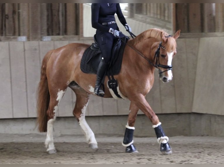 Freiberg / Franches Montagnes Giumenta 12 Anni 158 cm Sauro in Ravensburg