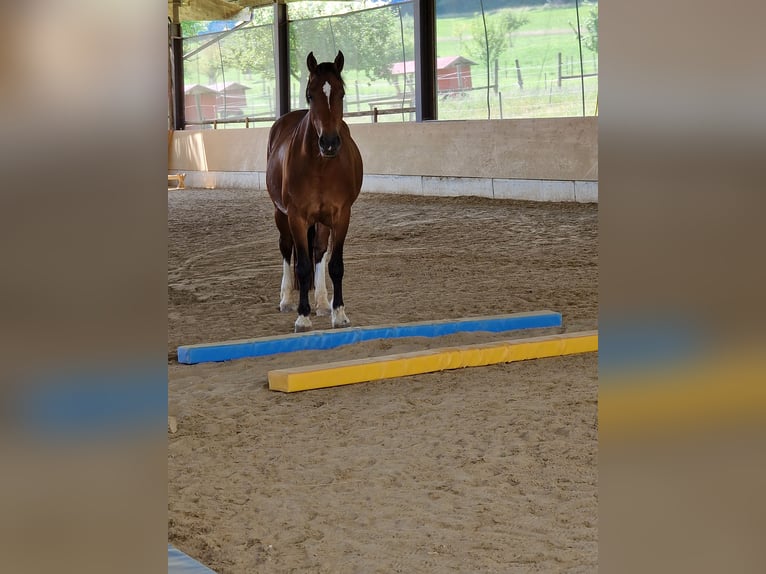 Freiberg / Franches Montagnes Giumenta 13 Anni 158 cm Baio in Schöfflisdorf