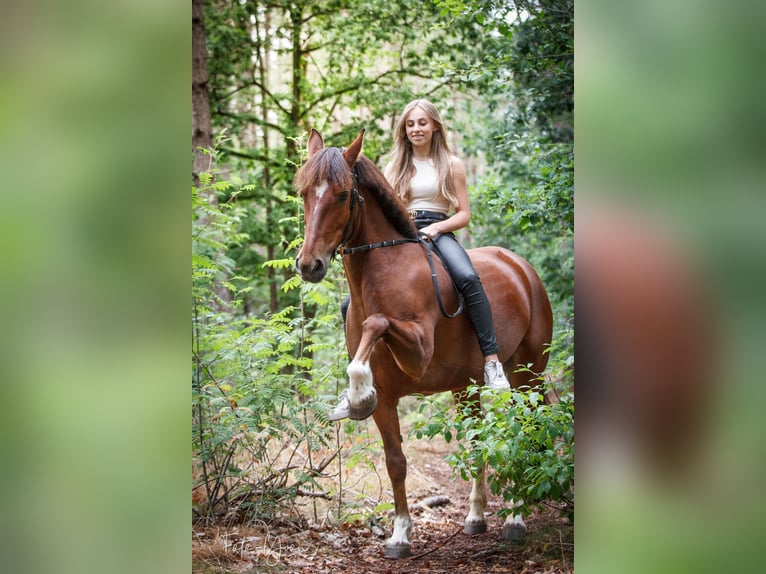 Freiberg / Franches Montagnes Giumenta 14 Anni 151 cm Sauro in Dorst