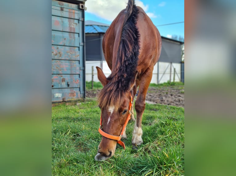 Freiberg / Franches Montagnes Giumenta 14 Anni 151 cm Sauro in Dorst