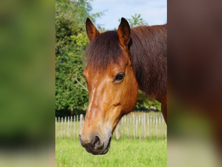 Freiberg / Franches Montagnes Giumenta 16 Anni 160 cm Baio in Dreien