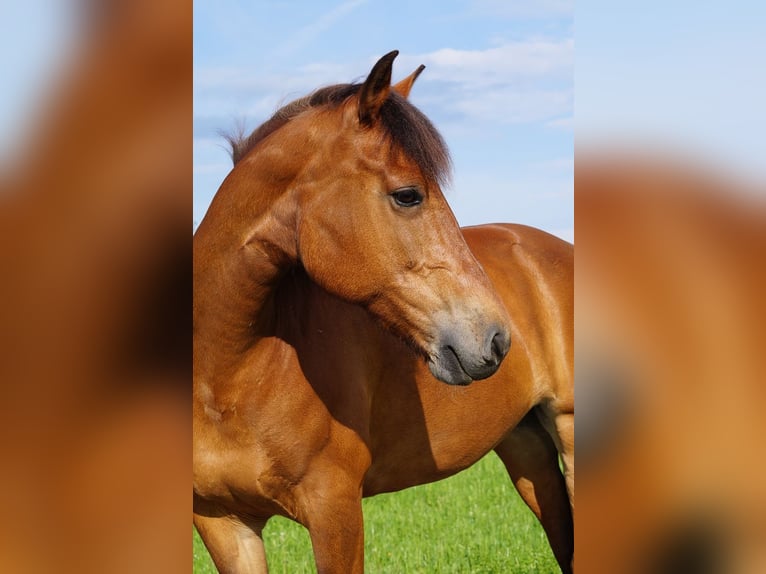 Freiberg / Franches Montagnes Giumenta 16 Anni 160 cm Baio in Dreien