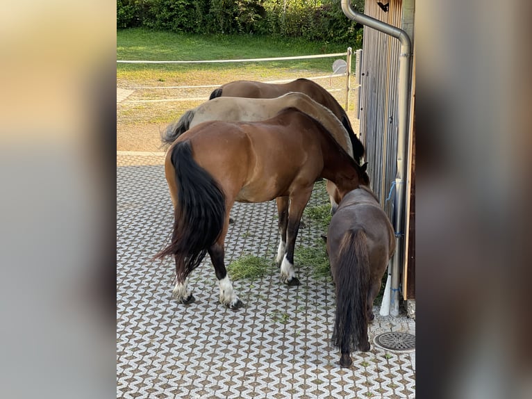 Freiberg / Franches Montagnes Giumenta 16 Anni 160 cm Baio in Dreien