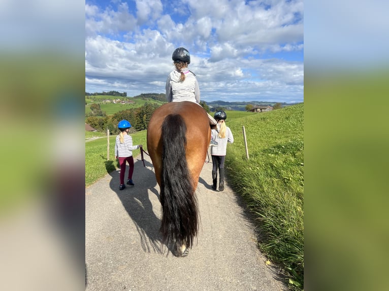 Freiberg / Franches Montagnes Giumenta 16 Anni 160 cm Baio in Dreien