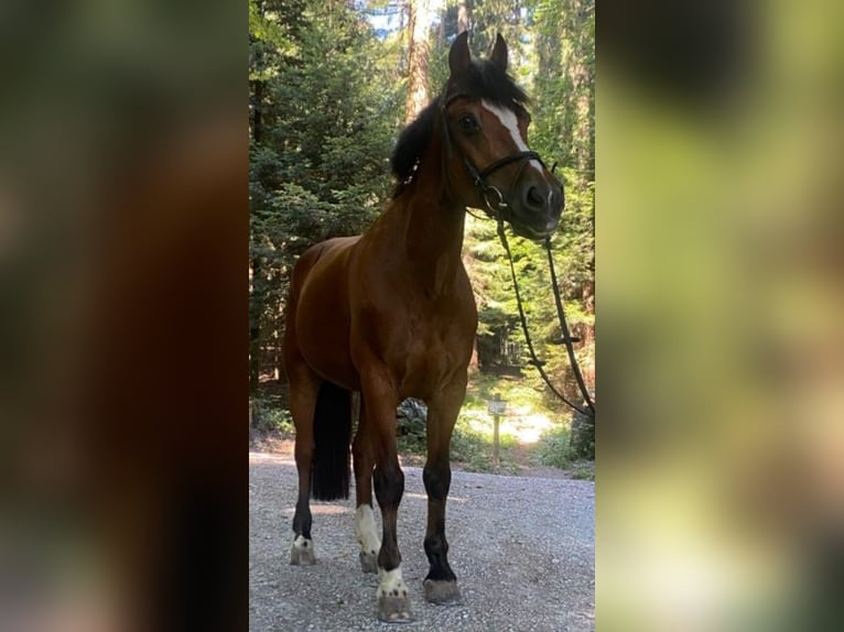 Freiberg / Franches Montagnes Giumenta 19 Anni 165 cm Baio in Uznach