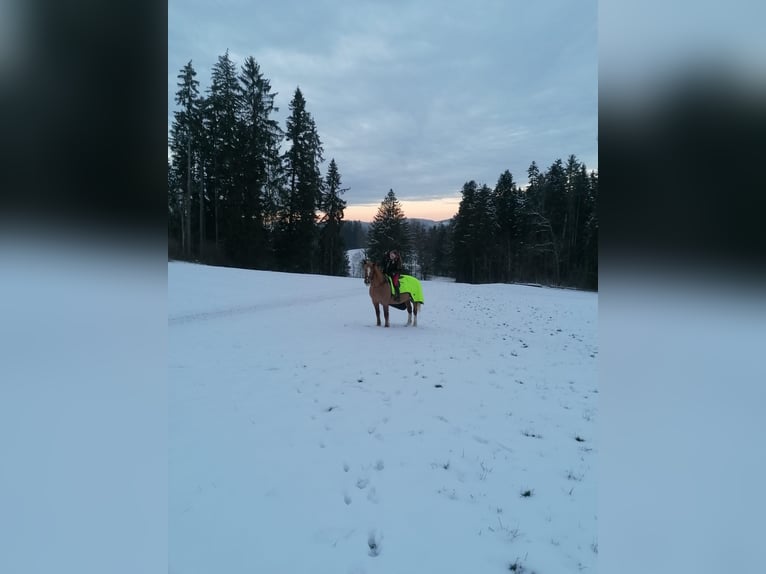 Freiberg / Franches Montagnes Giumenta 24 Anni Sauro in Saland