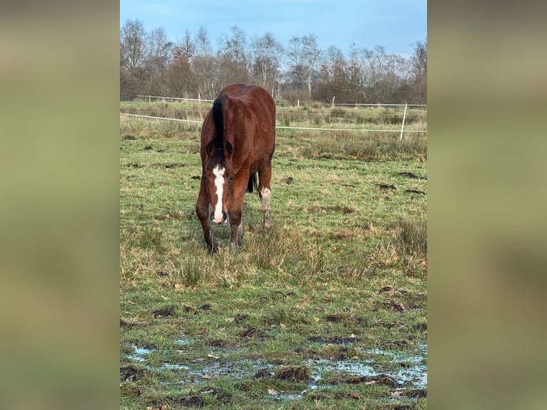 Freiberg / Franches Montagnes Giumenta 2 Anni 154 cm Baio in Rhauderfehn