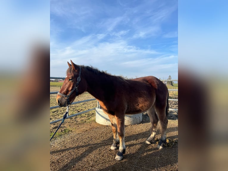 Freiberg / Franches Montagnes Giumenta 2 Anni 155 cm Baio in Neukirch (Egnach)