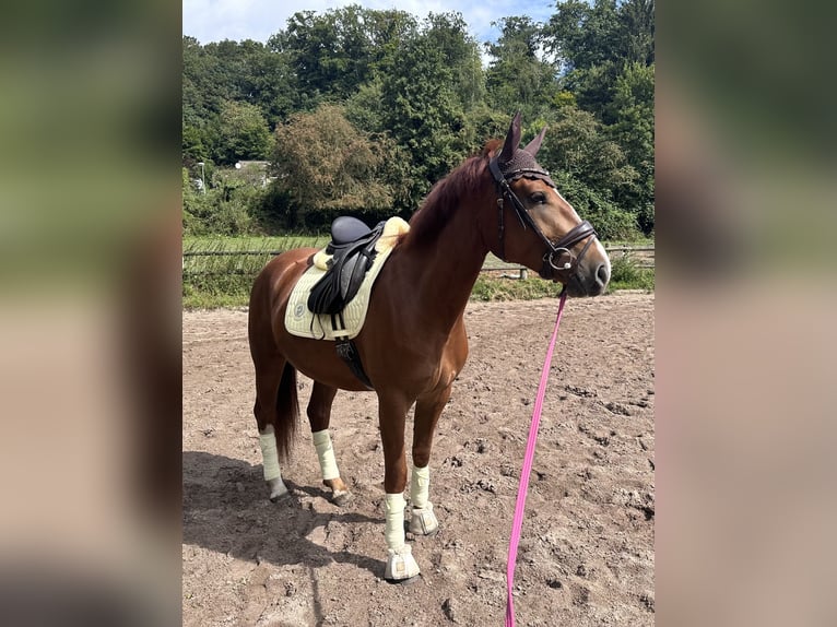 Freiberg / Franches Montagnes Giumenta 3 Anni 150 cm Sauro in Essen