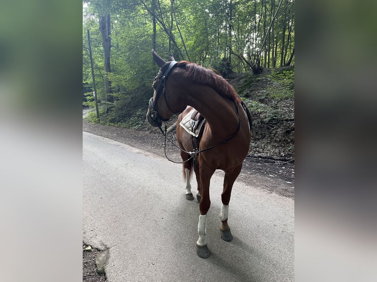 Freiberg / Franches Montagnes Giumenta 3 Anni 150 cm Sauro in Essen