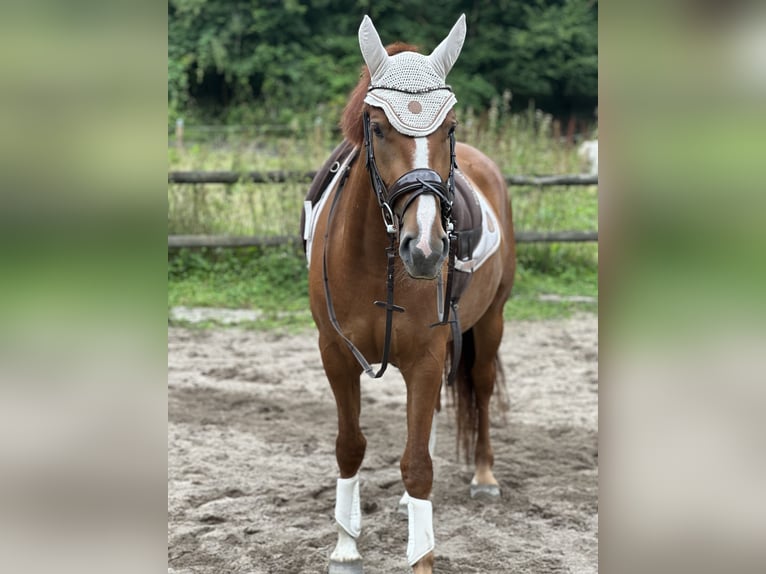 Freiberg / Franches Montagnes Giumenta 3 Anni 150 cm Sauro in Essen