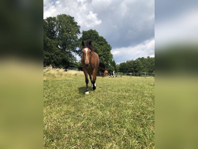 Freiberg / Franches Montagnes Giumenta 3 Anni 153 cm Baio in Gummersbach