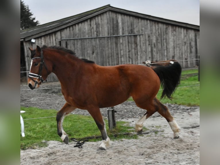 Freiberg / Franches Montagnes Giumenta 3 Anni 154 cm Baio in Morsbach