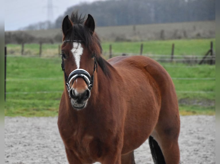 Freiberg / Franches Montagnes Giumenta 3 Anni 154 cm Baio in Morsbach