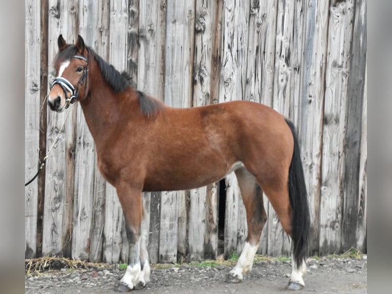 Freiberg / Franches Montagnes Giumenta 3 Anni 154 cm Baio in Morsbach