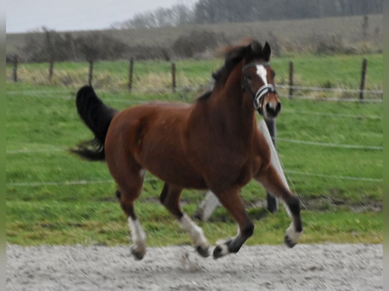 Freiberg / Franches Montagnes Giumenta 3 Anni 154 cm Baio in Morsbach