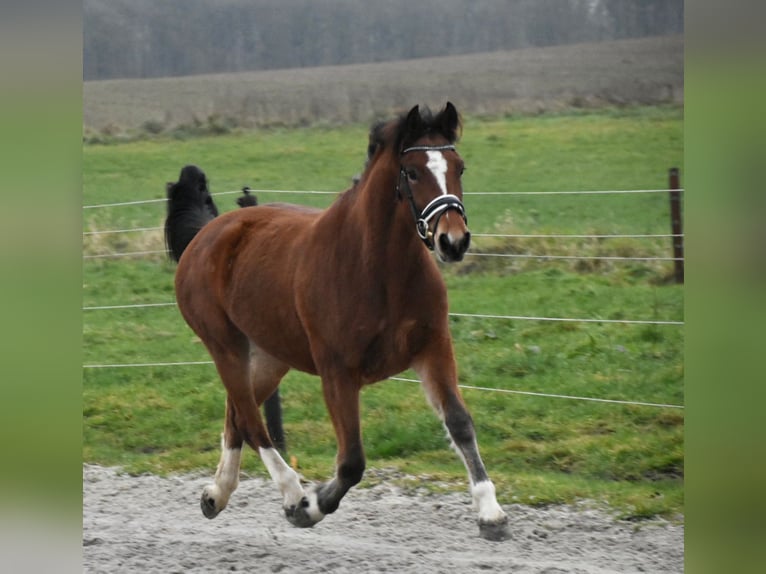 Freiberg / Franches Montagnes Giumenta 3 Anni 154 cm Baio in Morsbach