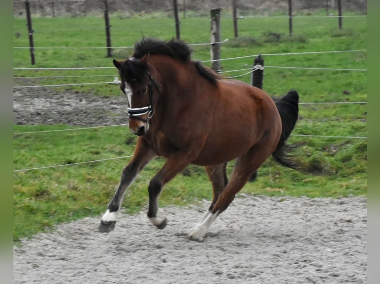 Freiberg / Franches Montagnes Giumenta 3 Anni 154 cm Baio in Morsbach