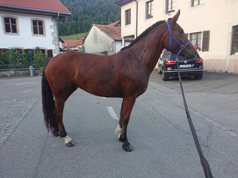 Freiberg / Franches Montagnes Giumenta 4 Anni 153 cm Baio in Montfaucon