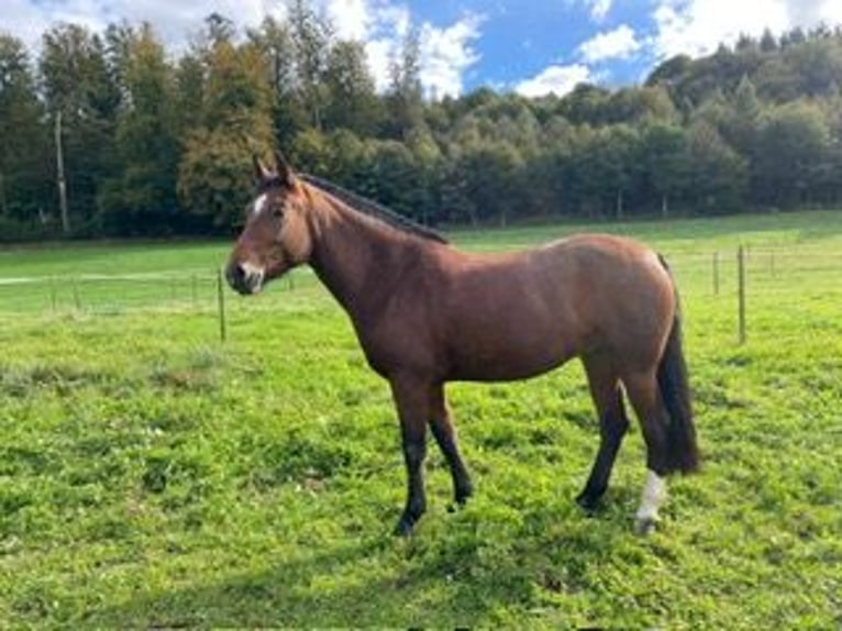 Freiberg / Franches Montagnes Giumenta 4 Anni 153 cm Baio in Oftringen