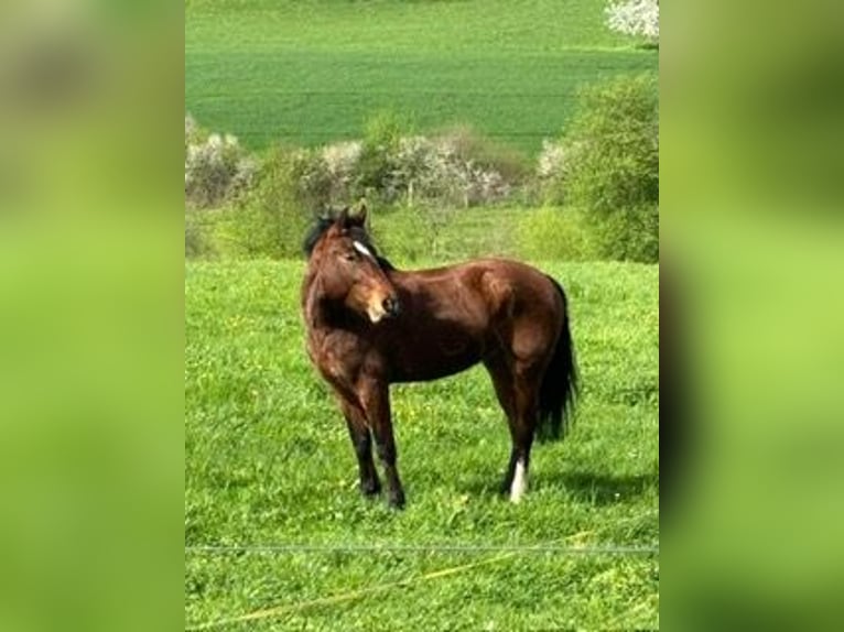 Freiberg / Franches Montagnes Giumenta 4 Anni 153 cm Baio in Oftringen