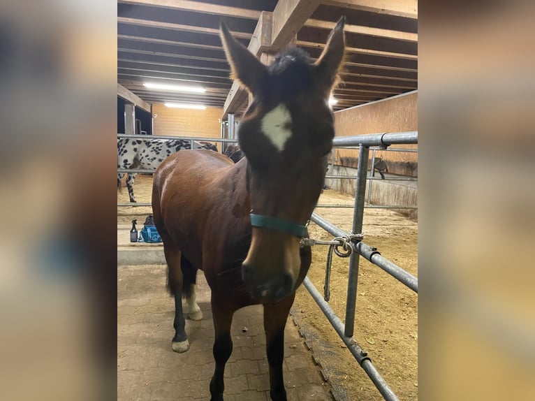 Freiberg / Franches Montagnes Giumenta 4 Anni 153 cm Baio in Oftringen