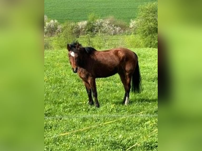 Freiberg / Franches Montagnes Giumenta 4 Anni 153 cm Baio in Oftringen