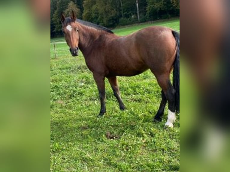 Freiberg / Franches Montagnes Giumenta 4 Anni 153 cm Baio in Oftringen