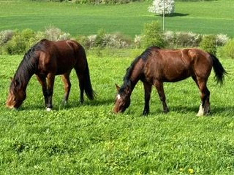 Freiberg / Franches Montagnes Giumenta 4 Anni 153 cm Baio in Oftringen