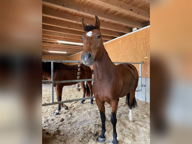 Freiberg / Franches Montagnes Giumenta 4 Anni 153 cm Baio in Oftringen