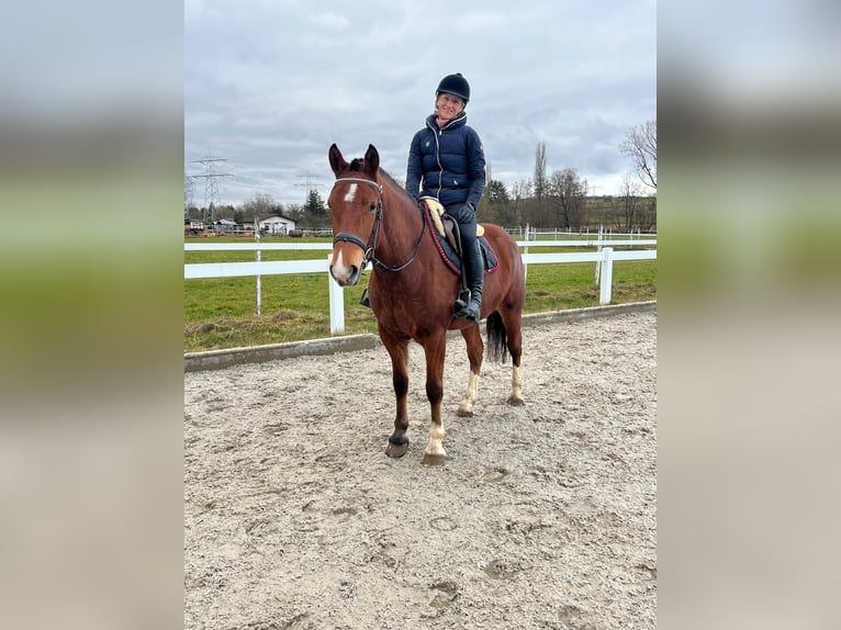 Freiberg / Franches Montagnes Giumenta 4 Anni 153 cm Baio in Rümmingen