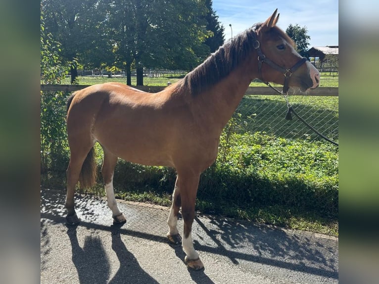 Freiberg / Franches Montagnes Giumenta 4 Anni 154 cm Baio in Diepoldsau