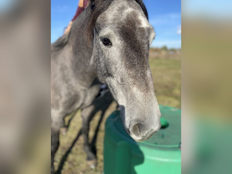 Freiberg / Franches Montagnes Giumenta 4 Anni 154 cm Grigio in LeopoldshagenMeiersberg