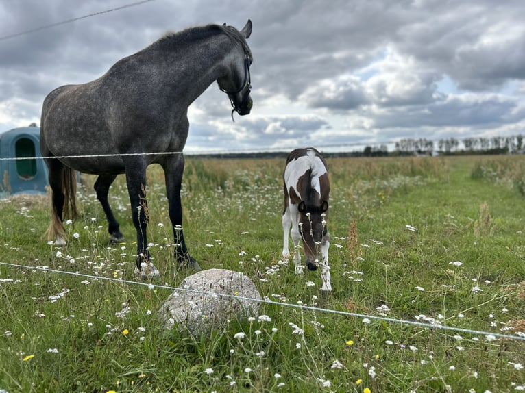 Freiberg / Franches Montagnes Giumenta 4 Anni 154 cm Grigio in LeopoldshagenMeiersberg