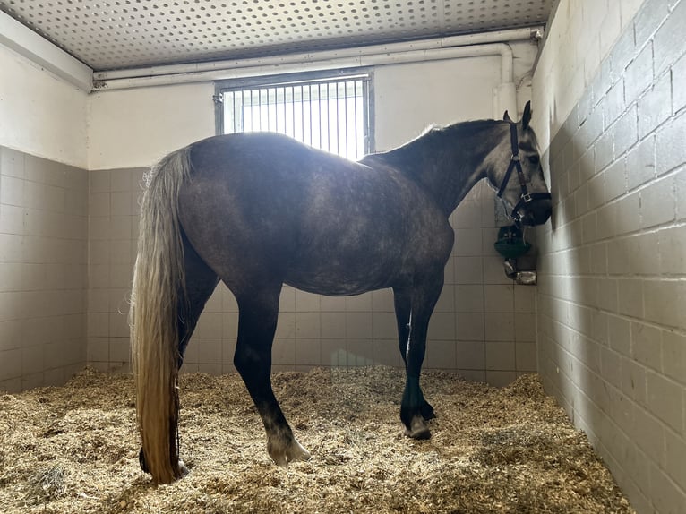 Freiberg / Franches Montagnes Giumenta 4 Anni 154 cm Grigio in LeopoldshagenMeiersberg