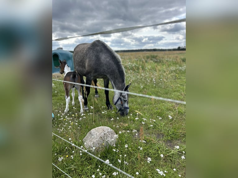 Freiberg / Franches Montagnes Giumenta 4 Anni 154 cm Grigio in LeopoldshagenMeiersberg