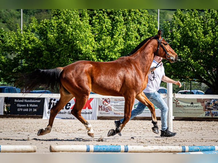 Freiberg / Franches Montagnes Giumenta 4 Anni 155 cm Baio in Balsthal