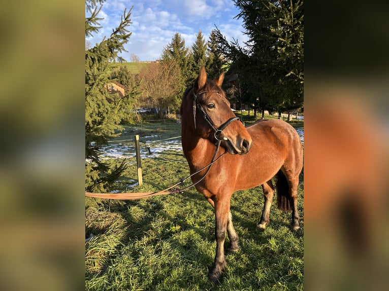 Freiberg / Franches Montagnes Giumenta 4 Anni 156 cm Baio in Gettnau