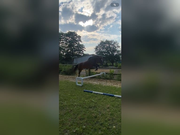 Freiberg / Franches Montagnes Giumenta 5 Anni 153 cm Baio scuro in Bremen