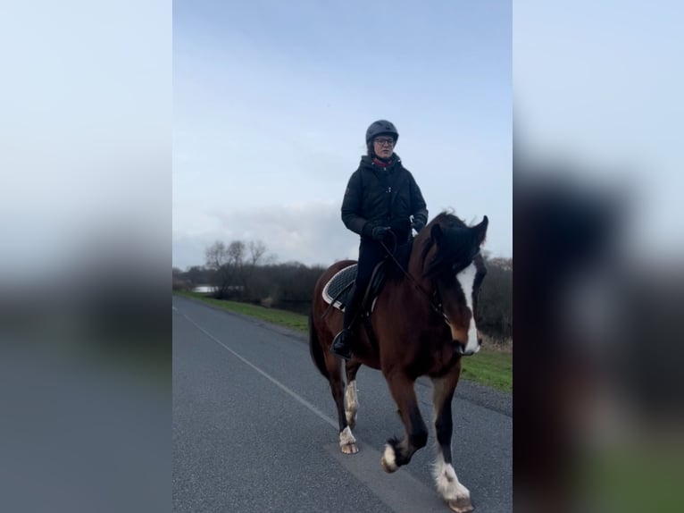 Freiberg / Franches Montagnes Giumenta 5 Anni 153 cm Baio scuro in Bremen