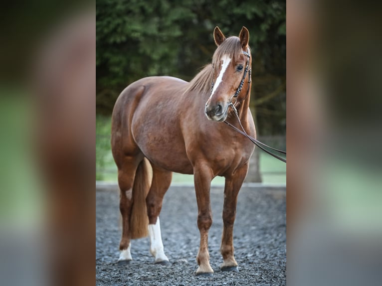 Freiberg / Franches Montagnes Giumenta 5 Anni 157 cm Sauro scuro in Einsiedeln