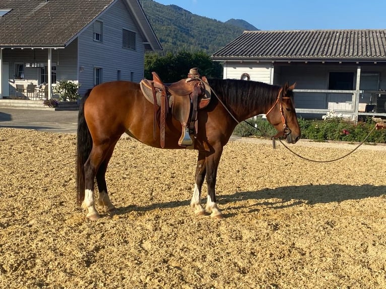 Freiberg / Franches Montagnes Giumenta 5 Anni Baio in Matzendorf