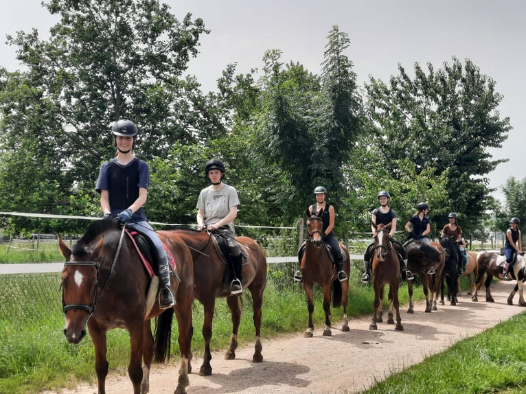 Freiberg / Franches Montagnes Giumenta 5 Anni in Rümmingen