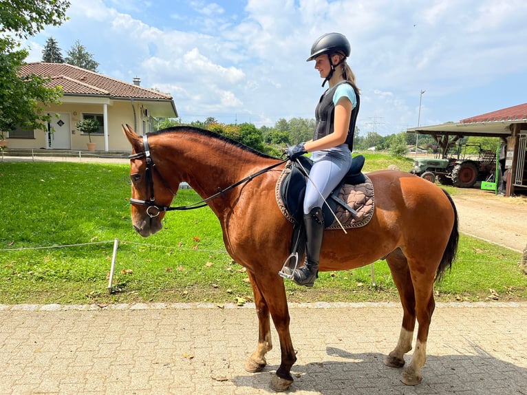 Freiberg / Franches Montagnes Giumenta 5 Anni in Rümmingen