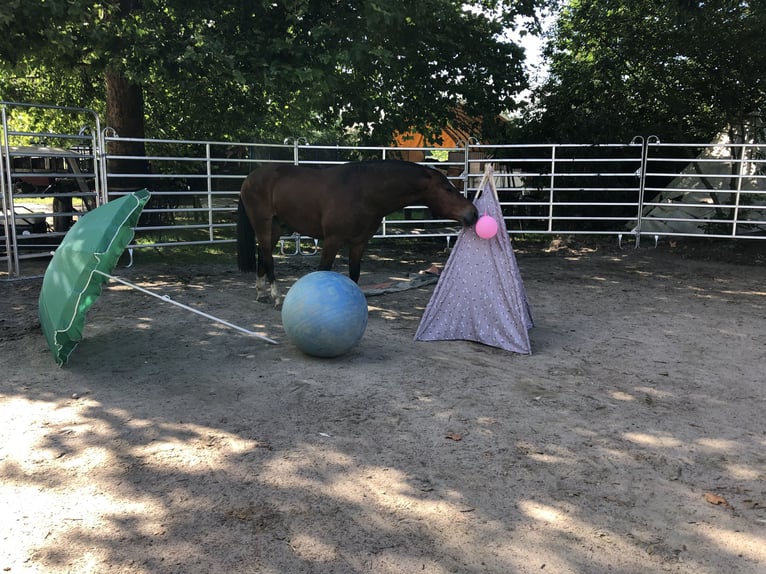 Freiberg / Franches Montagnes Giumenta 5 Anni in Rümmingen