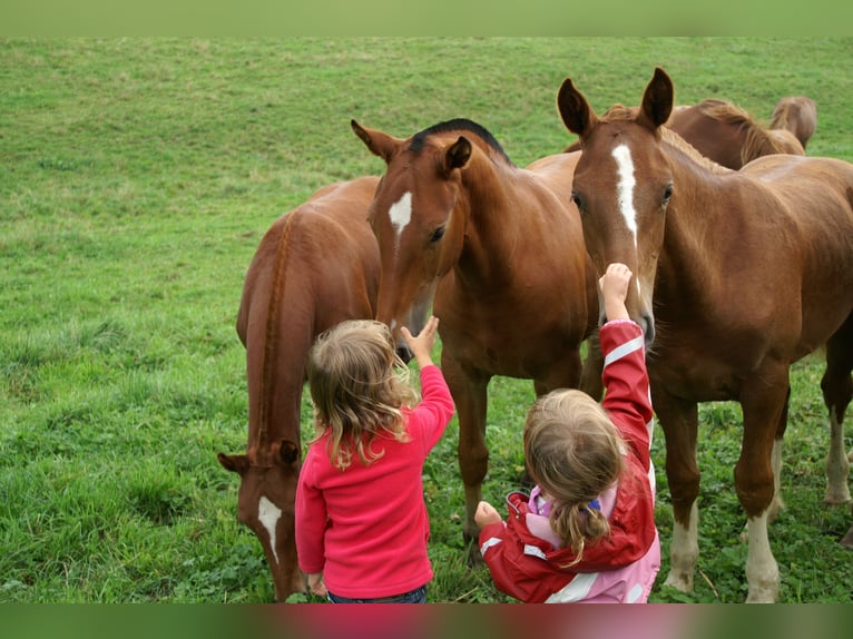 Freiberg / Franches Montagnes Giumenta 5 Anni in Ramiswil